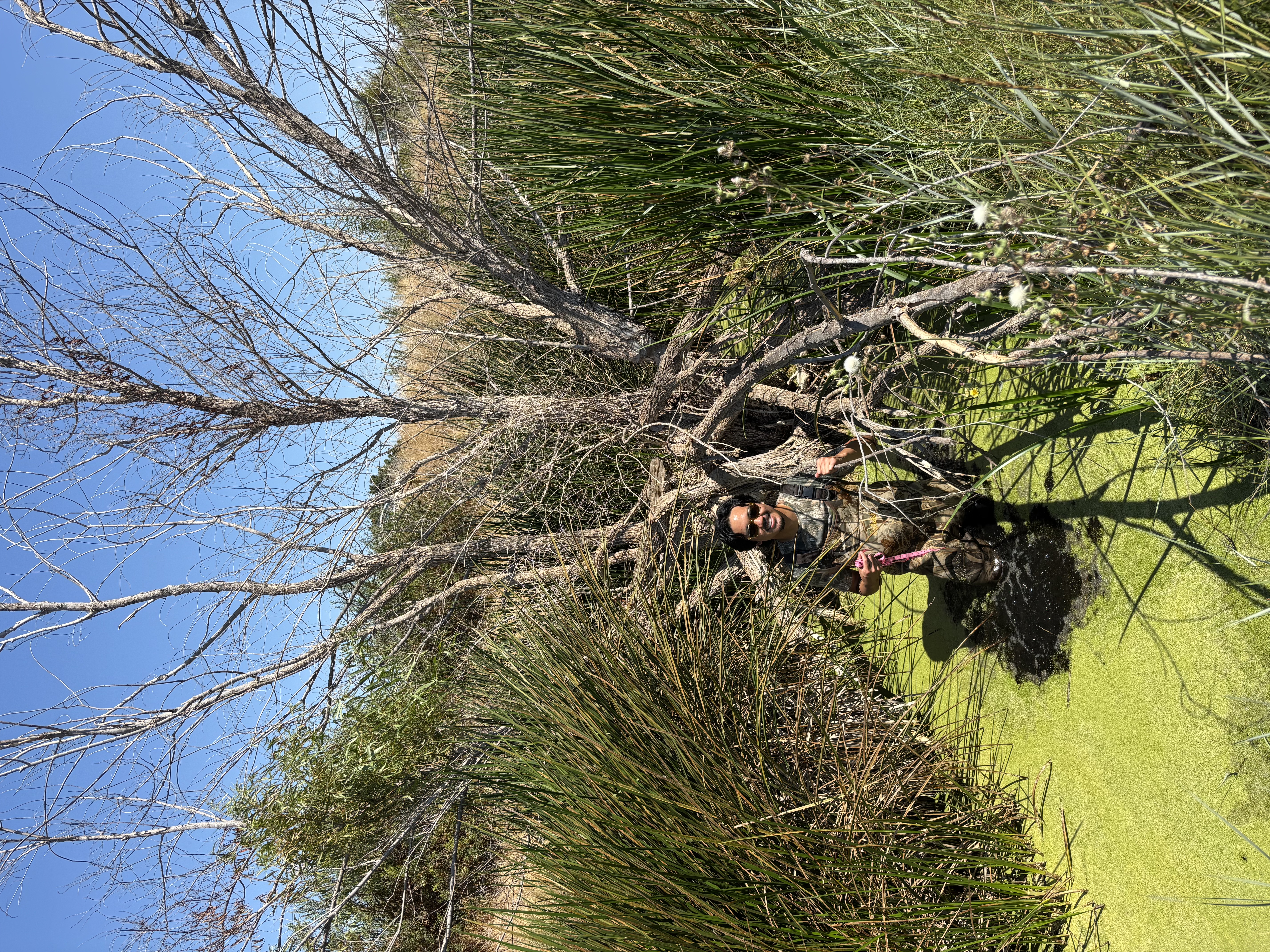 Ethan measuring vegetation in Dutch Slough
